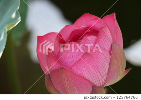 The lotus flower is considered a sacred flower 125764766