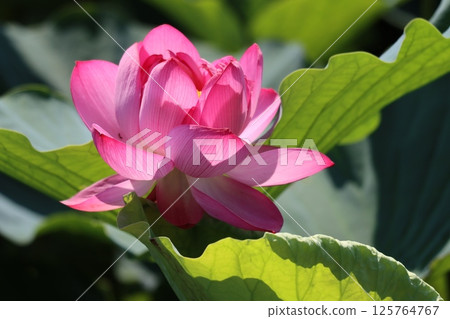 Lotus flower with deep ties to Buddhism - 1 125764767