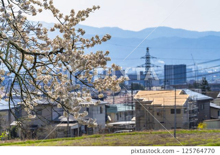 Spring at the Ishibe cherry blossoms on the site of the former Ishibe residence in Aizuwakamatsu, Fukushima Prefecture Spring at the Ishibe cherry blossoms on the site of the former Ishibe residence in Aizuwakamatsu, Fukushima Prefecture 125764770