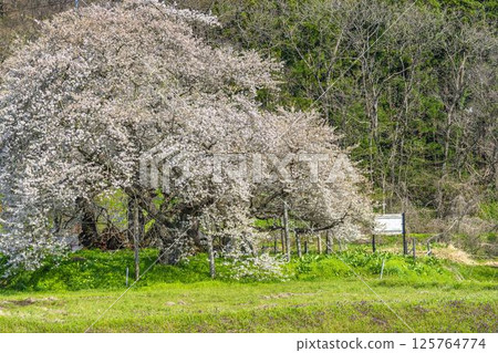 福島縣會津若松市石部故居遺址的春天的石部櫻花 125764774
