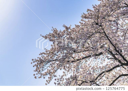 Spring at the Ishibe cherry blossoms on the site of the former Ishibe residence in Aizuwakamatsu, Fukushima Prefecture 125764775