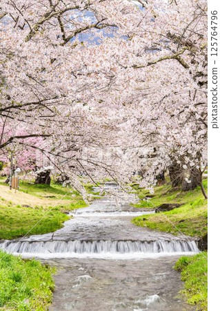 Spring cherry blossom trees in full bloom along the Kannonji River in Inawashiro, Fukushima Prefecture Spring cherry blossom trees in full bloom along the Kannonji River in Inawashiro, Fukushima Prefecture 125764796