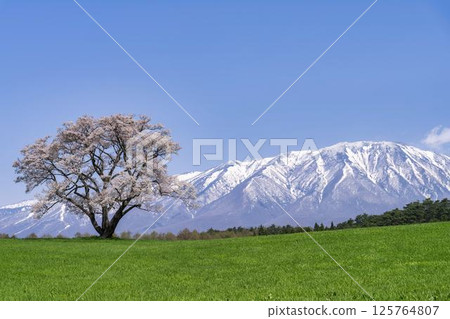 Koiwai's single cherry tree and snow still remaining on Mt. Iwate, Shizukuishi Town, Iwate Prefecture 125764807