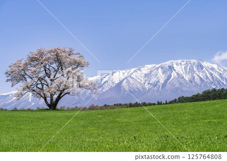 Koiwai's single cherry tree and snow still remaining on Mt. Iwate, Shizukuishi Town, Iwate Prefecture Koiwai's single cherry tree and snow still remaining on Mt. Iwate, Shizukuishi Town, Iwate Prefecture 125764808