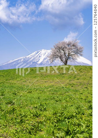 岩手縣瀧澤市瀧澤（三角山）和岩手山的一棵盛開的櫻花樹 125764840