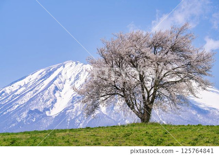 岩手縣瀧澤市瀧澤（三角山）和岩手山的一棵盛開的櫻花樹 125764841