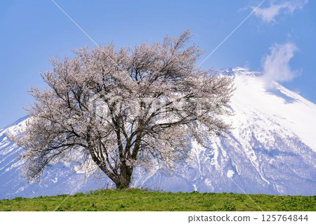 A single cherry tree in full bloom at Takizawa (Mt. Sankaku) and Mt. Iwate, Takizawa City, Iwate Prefecture A single cherry tree in full bloom at Takizawa (Mt. Sankaku) and Mt. Iwate, Takizawa City, Iwate Prefecture 125764844