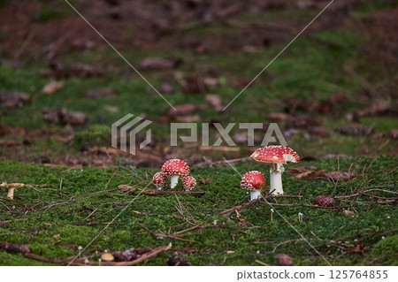 Poisonous Mushrooms Growing in the Woods 125764855