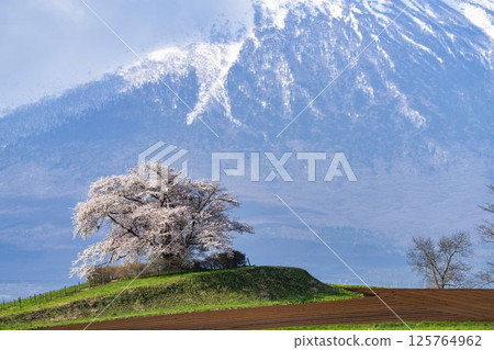 A single cherry tree in full bloom at Noda-Tameuchi in Hachimantai, Iwate Prefecture 125764962