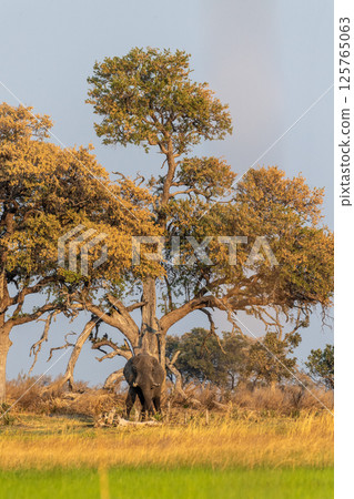 African Elephant grazing in the Okavango Delta at sunset 125765063