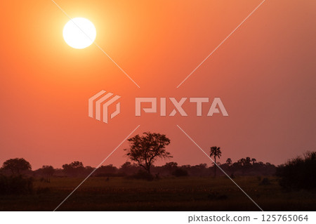 Sunset in the Okavango Delta 125765064
