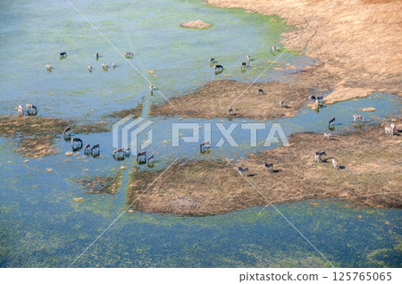 Aerial shot of Zebras grazing in the Okavango Delta 125765065