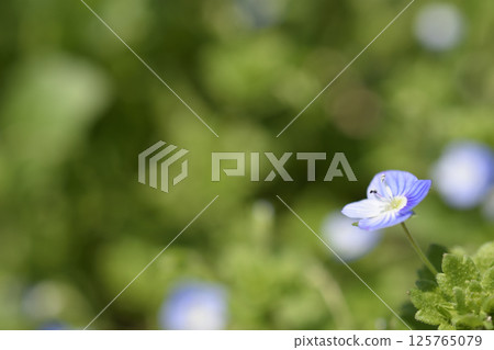 Persian speedwell Persian speedwell 125765079