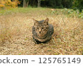 stray cat staring 125765149