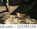 stray cat staring 125765150