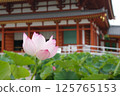 Lotus flowers blooming in the temple grounds 125765153