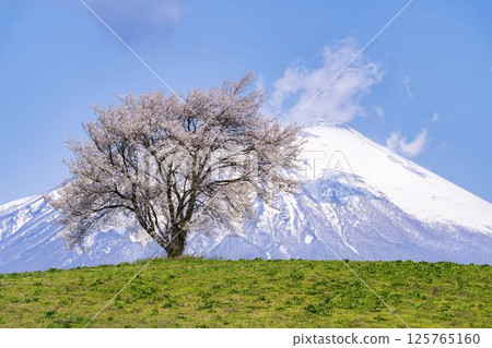 A single cherry tree in full bloom at Takizawa (Mt. Sankaku) and Mt. Iwate, Takizawa City, Iwate Prefecture 125765160