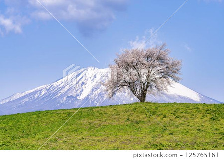 岩手縣瀧澤市瀧澤（三角山）和岩手山的一棵盛開的櫻花樹 125765161