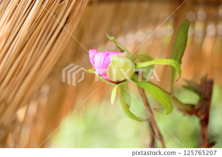 Cold peony flower bud Cold peony flower bud 125765207