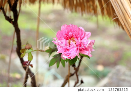 Cold peony flowers Cold peony flowers 125765215