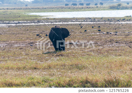 African Elephant in Chobe African Elephant in Chobe 125765226