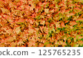 Origami Paper Texture Background in Warm Orange Tones 3D illustration 125765235