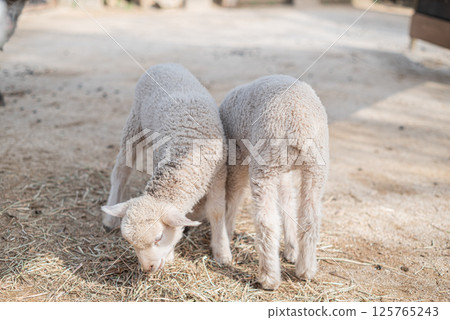 擁抱羊肉 125765243