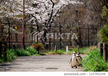 走在路上的企鵝 125765249