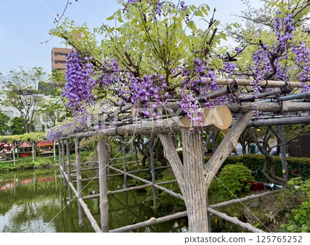 The wisteria of Kameido Tenjin Shrine The wisteria of Kameido Tenjin Shrine 125765252