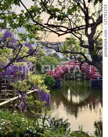 龜戶天神神社的紫藤 125765258