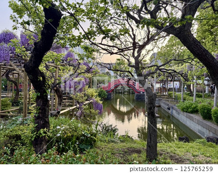 龜戶天神神社的紫藤 125765259