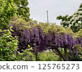 The wisteria of Kameido Tenjin Shrine 125765273