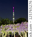 The wisteria of Kameido Tenjin Shrine 125765276