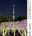 The wisteria of Kameido Tenjin Shrine 125765277