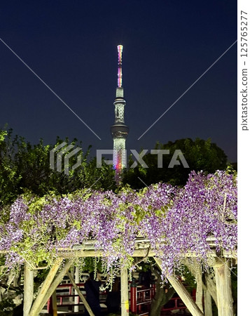 The wisteria of Kameido Tenjin Shrine 125765277