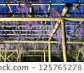 The wisteria of Kameido Tenjin Shrine 125765278