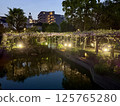 The wisteria of Kameido Tenjin Shrine 125765280