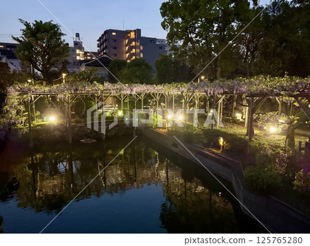 龜戶天神神社的紫藤 125765280