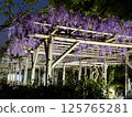 The wisteria of Kameido Tenjin Shrine 125765281