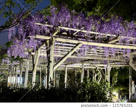 The wisteria of Kameido Tenjin Shrine 125765281