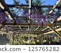 The wisteria of Kameido Tenjin Shrine 125765282