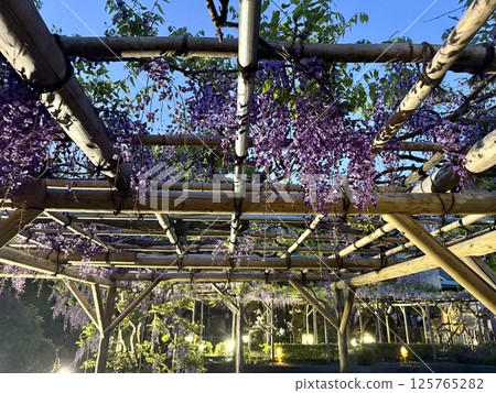 The wisteria of Kameido Tenjin Shrine 125765282