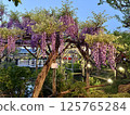 The wisteria of Kameido Tenjin Shrine 125765284