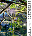 The wisteria of Kameido Tenjin Shrine 125765285