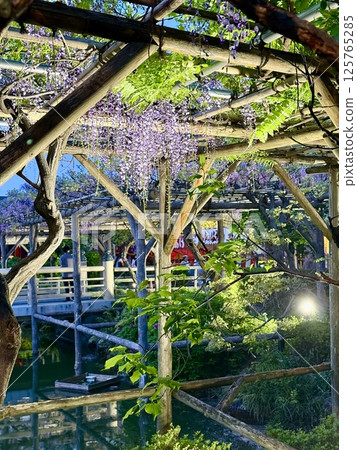 The wisteria of Kameido Tenjin Shrine 125765285