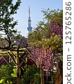 The wisteria of Kameido Tenjin Shrine 125765286