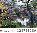 The wisteria of Kameido Tenjin Shrine 125765289