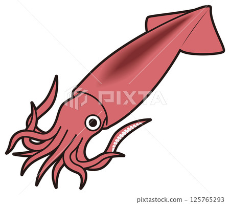 Squid Squid 125765293