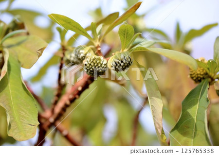 Mitsumata的花蕾 125765338