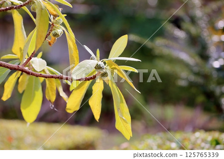 Flower bud of Mitsumata Flower bud of Mitsumata 125765339